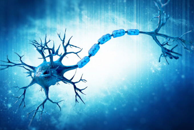 Sclerosi laterale amiotrofica: il possibile ruolo del sistema immunitario